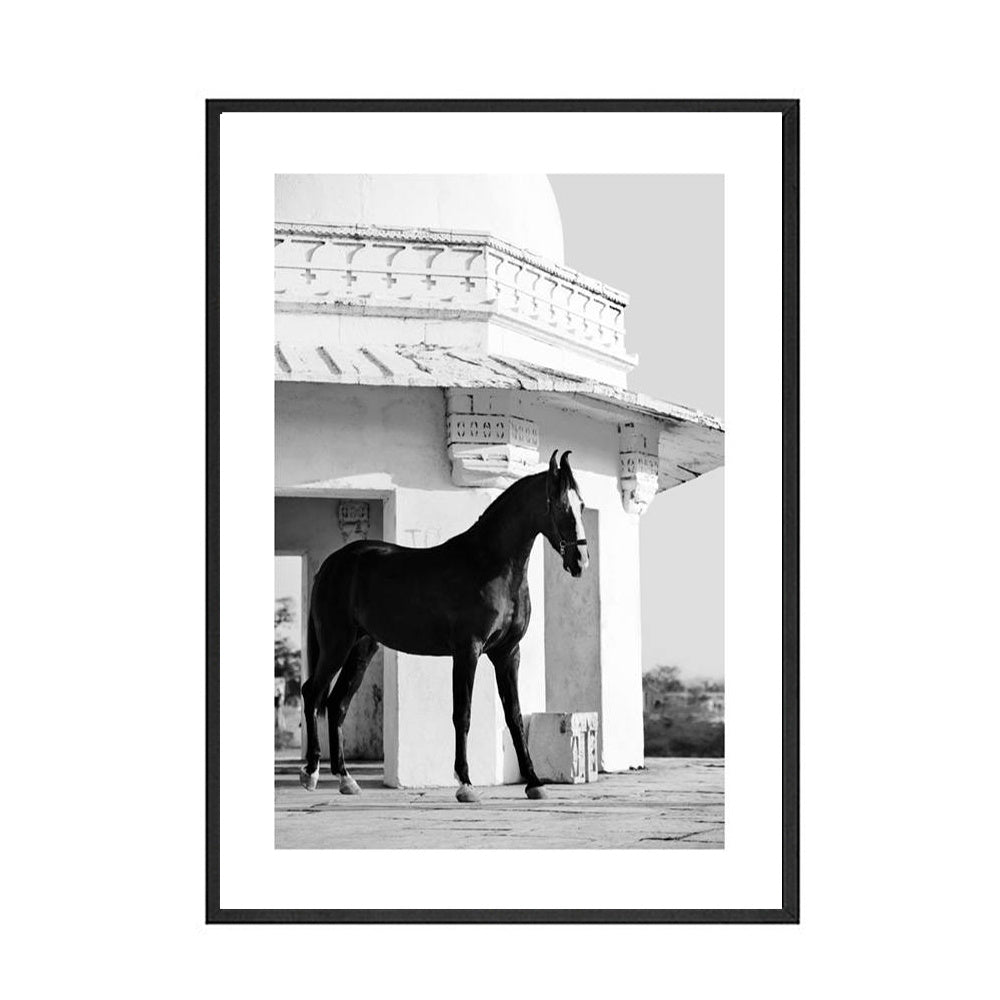 Black And White Horse Canvas Art