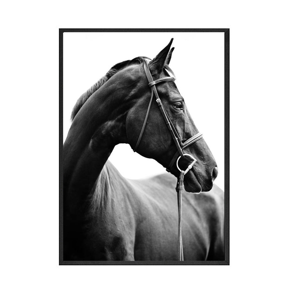 Black And White Horse Canvas Art