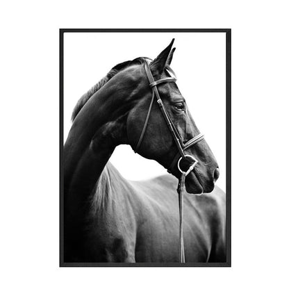 Black And White Horse Canvas Art